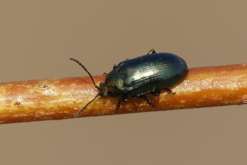Réf. 226 295 : Phratora sp.